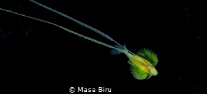Yellow fish with wings by Masa Biru 